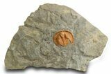 Orange Trinucleid Trilobite (Declivolithus) - Mecissi, Morocco #372370-1